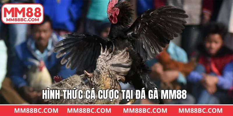 Các thể thức thi đấu chọi kê phổ biến Các thể thức thi đấu chọi kê phổ biến